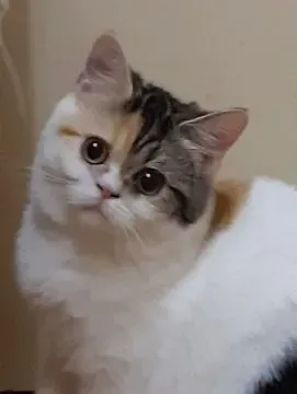 猫 ブリーダー 神奈川 成 猫：後悔ゼロ！信頼できる優良ブリーダーから成猫を迎える